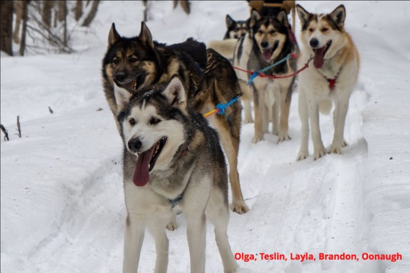 Sled dogs Olga, Teslin, Layla, Brandon Oonaugh