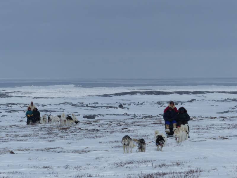 Inuit dogs cultural education trip dogsledding