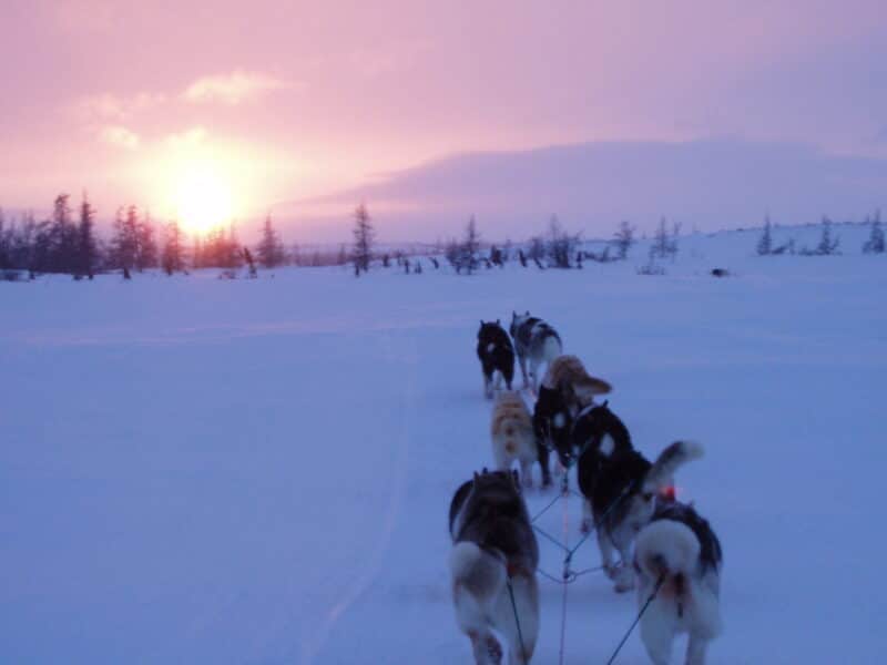 Allens Inuit dogs cultural education trip