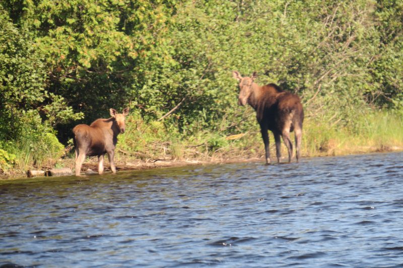 Moose on the Allagash river maine guided canoe trip