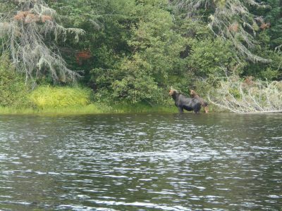 Baby moose spotted on Canoe trip Wabanaki Thoreau Canoe Trail West Branch of the Penobscot River maine