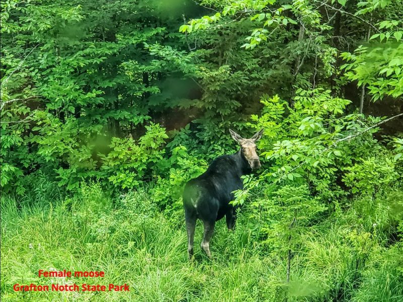 Moose sighting on allagash river canoe trip