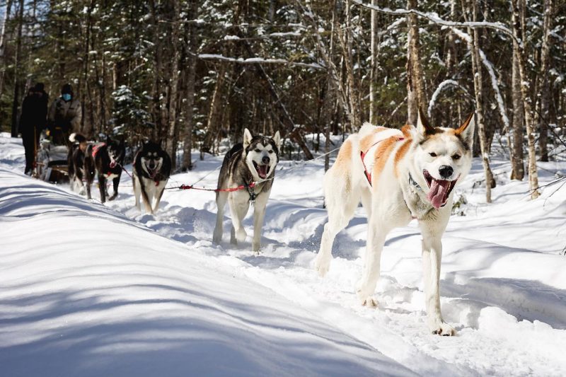 Dog-Sledding-trips-Mahoosuc-Guide-Service-Newry-Bethel-Maine-New-England-Canada-8