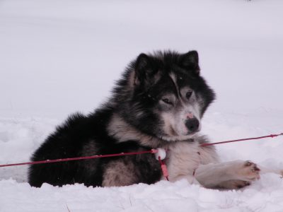 Dog-Sledding-with-the-Inuit-Mahoosuc-Guide-Service-Newry-Bethel-Maine-New-England-Canada-10-scaled