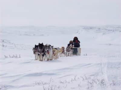 Dog sledding with the Inuit in Maine and Canada