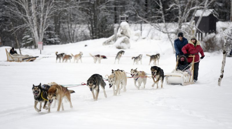 Dog-Sledding-with-the-Inuit-Mahoosuc-Guide-Service-Newry-Bethel-Maine-New-England-Canada-3