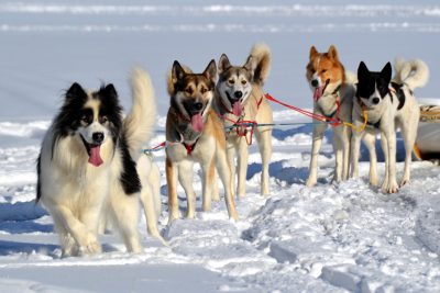 Dog Sledding with the Inuit Maine New England Canada