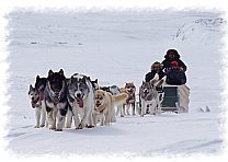 Dog-Sledding-with-the-Inuit-Mahoosuc-Guide-Service-Newry-Bethel-Maine-New-England-Canada-6