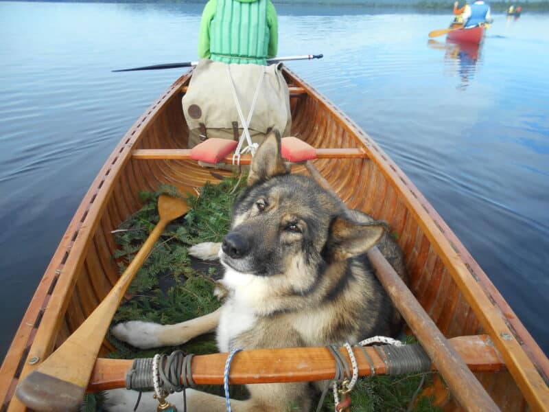 Teslin in wood canvas canoe