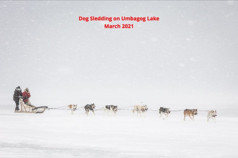 Dog Sledding on Umbagog Lake