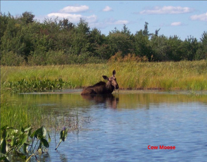 Moose on Allagash River