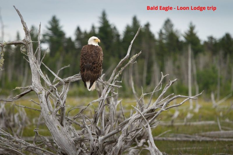 wild Bald eagle wildlife viewing
