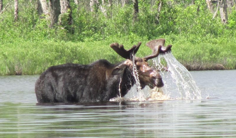 moose viewing on the Allagash River