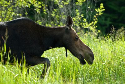 moose viewing on Womens Canoe Trip Yoga Registered Maine Guide Polly Mahoney Mahoosuc Guide Service