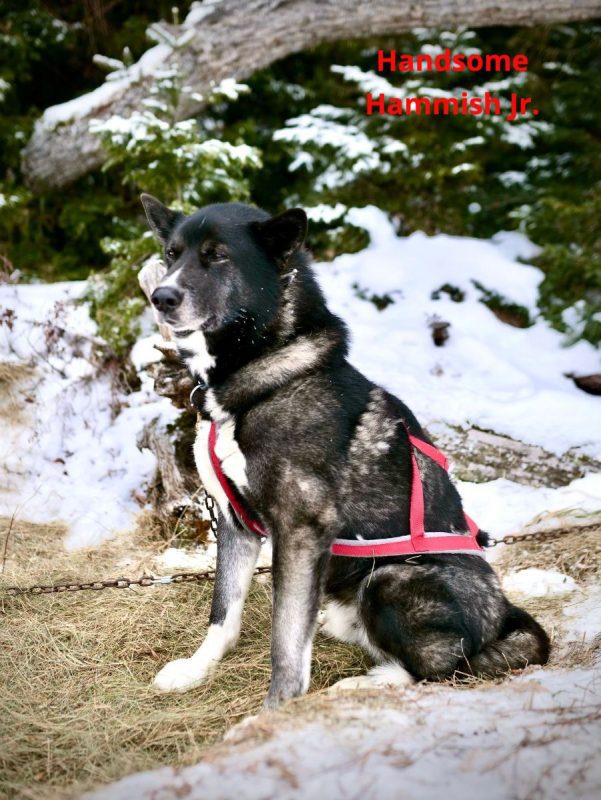 dog sledding in the new year 2022 mahoosuc guide service