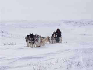 Dogsledding Kuujjuaq Inuit dogsledding cultural experience