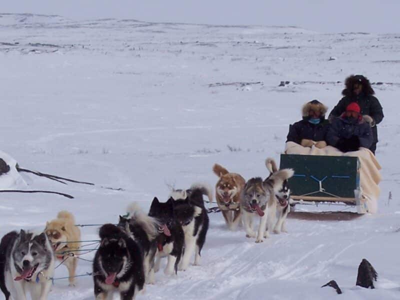 Inuit dogs cultural education trip dogsledding